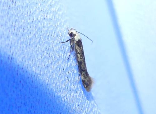 Réf. 332 332 : Endrosis sarcitrella